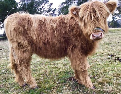 miniature highland cows for sale in texas